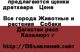 предлагаются щенки дратхаара › Цена ­ 20 000 - Все города Животные и растения » Собаки   . Дагестан респ.,Кизилюрт г.